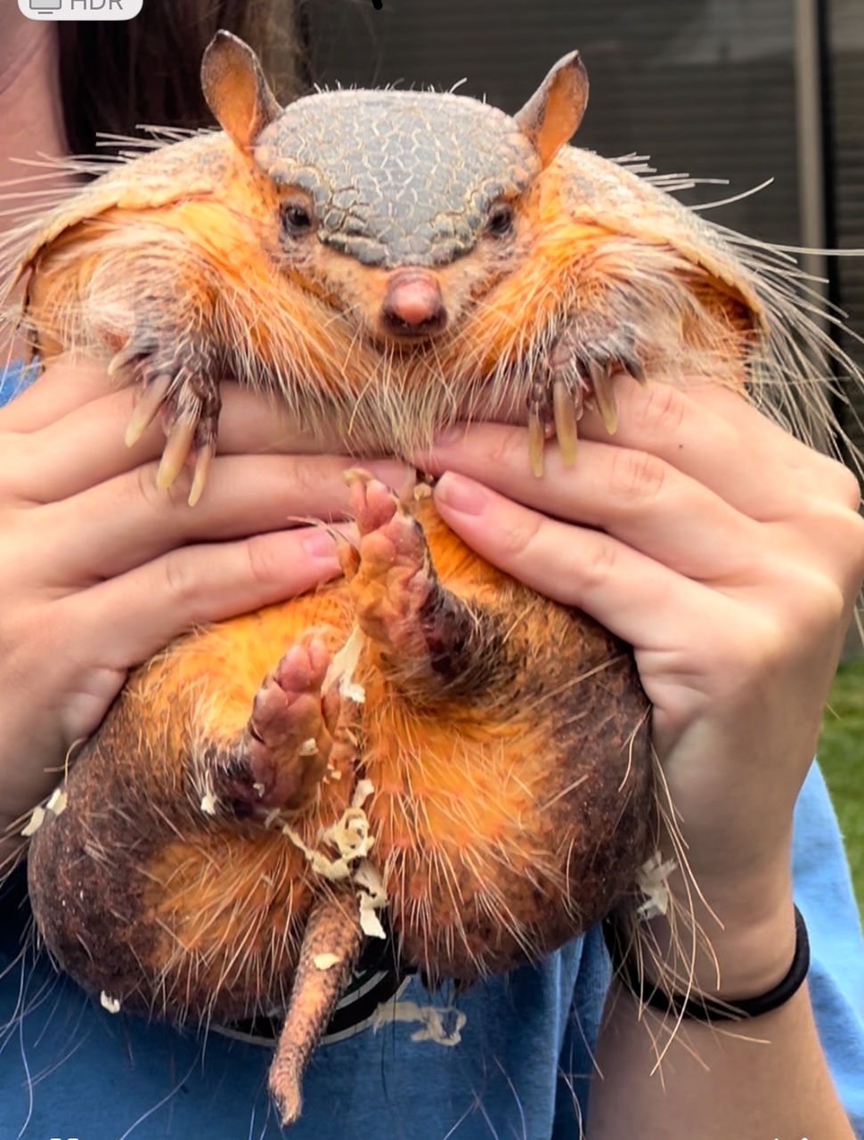 To celebrate National Library Week’s 2025 theme, Drawn Into the Library, we invited Hand Follows Eye Studio to perform live portait drawings of our patrons. Swing by to get yours!